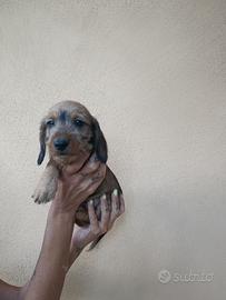 Bassotto tedesco pelo forte(cuccioli)