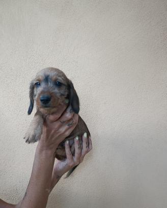 Bassotto tedesco pelo forte(cuccioli)