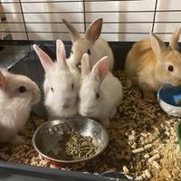 Attività di prodotti per Animali e Acquarium INTRO