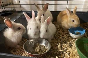 Attività di prodotti per Animali e Acquarium INTRO