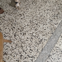 Dea chihuahua mini Toy