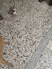 Dea chihuahua mini Toy