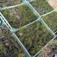 piante di asparagi selvatici 