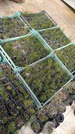 piante di asparagi selvatici 