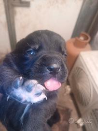 Cuccioli cane e