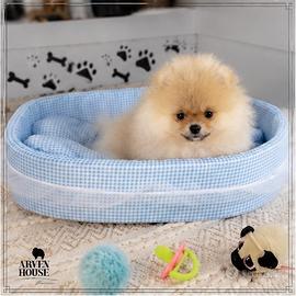 Cucciola Pomerania Toy mini taglia