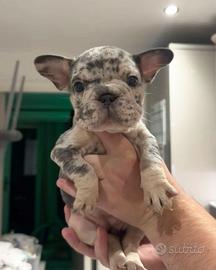 Cuccioli bulldog francesi merle maschi femmine