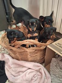 Pincher, pinscher toy