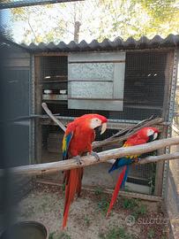 Ara macao coppia ed altri pappagalli