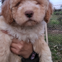 Cucciolo femmina di Lagotto Romagnolo con pedigree