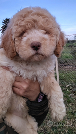 Cucciolo femmina di Lagotto Romagnolo con pedigree