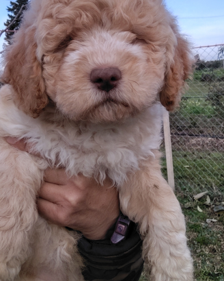 Cucciolo femmina di Lagotto Romagnolo con pedigree
