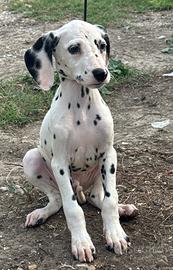 Dalmata