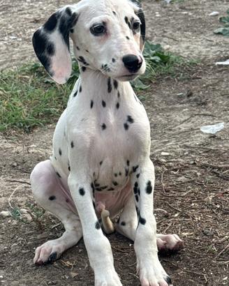 Dalmata