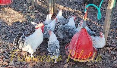 Riproduttori pollo di bresse (bianco e grigio)