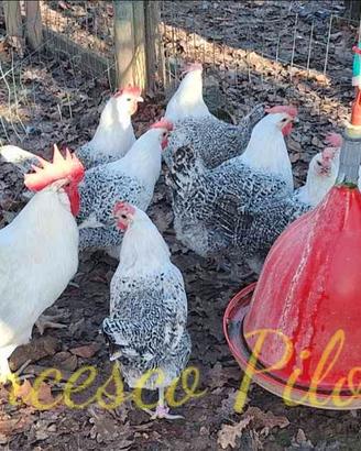 Riproduttori pollo di bresse (bianco e grigio)