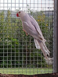 Pallid Viola Parrocchetto dal Collare