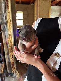 Cucciolo maschio pitbull ukc