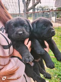 Cuccioli labrador