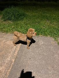 Barboncino toy vuole fidanzata