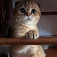 Scottish fold