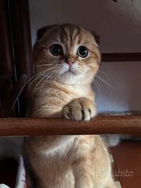 Scottish fold