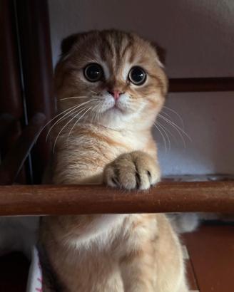 Scottish fold