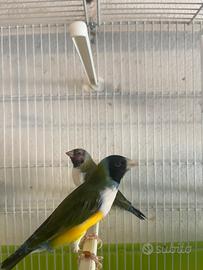 Coppia Diamanti di gould con gabbia
