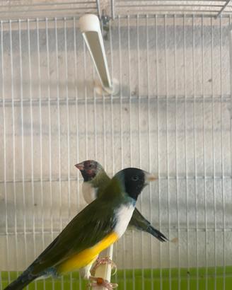 Coppia Diamanti di gould con gabbia
