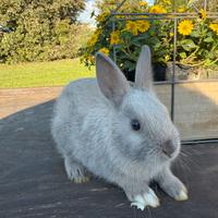 Cucciolo siamese nano comune