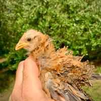 Frizzle (galline ricce)