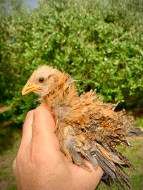 Frizzle (galline ricce)