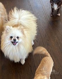 Spitz di Pomerania