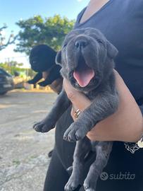 Cuccioli cane corso