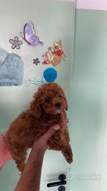 Cuccioli mini toy barboncini M e F