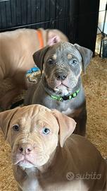 American pitbull terrier