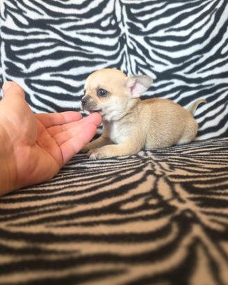 Chihuahua maschio crema mini toy 65 gg