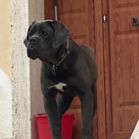 Cane corso