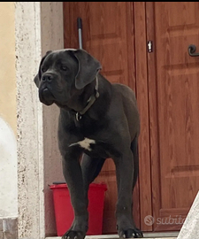 Cane corso