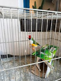 Diamante di gould