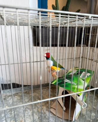 Diamante di gould