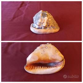 conchiglia fossile vintage anni 70