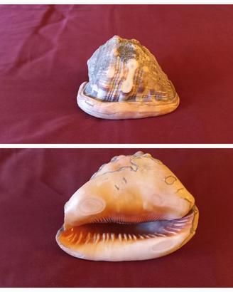 conchiglia fossile vintage anni 70