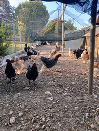 Galline ornamentali giovani
