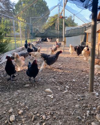 Galline ornamentali giovani
