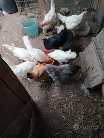 Galline