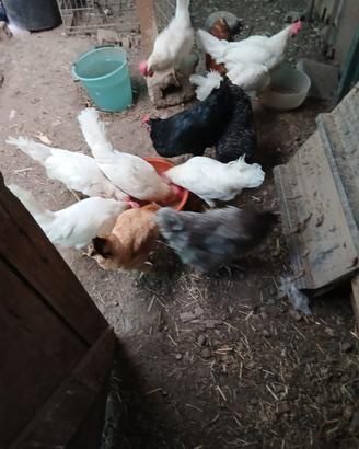 Galline