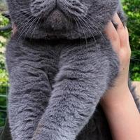 British Shorthair accoppiamento