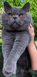 British Shorthair accoppiamento