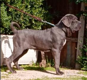 mastino napoletano 